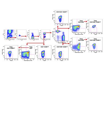 The IMMENSE Study: The Interplay Between iMMune and ENdothelial Cells in Mediating Cardiovascular Risk in Systemic Lupus Erythematosus